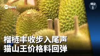 狮城有约 | 榴梿丰收步入尾声 猫山王价格料回弹