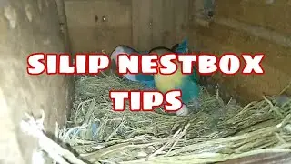 tamang pagsilip ng nestbox at ang kahalagahan nito.