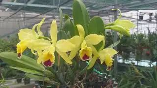 Blc. Kitty Crocker 'Yellow Ball'