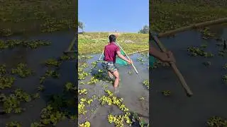 River Net Fishing | Traditional Fishing Method #fishing