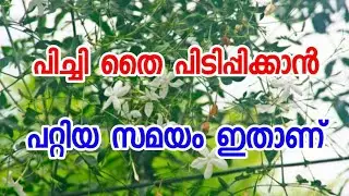 spanish jasmine care and propagation// പിച്ചി പതിയിടേണ്ട ശരിയായ രീതി 🔥