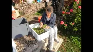 Vendanges 2015
