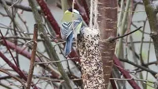 erst die blaumeise, dann der unvermeidliche haussperling und danach die kohlmeise am futterkolben