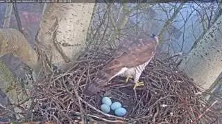 2017 04 02 06h54m Latvian Goshawk Male on the eggs - four eggs!