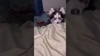 Demon Pomsky tries to wake owner&hellip;every morning!