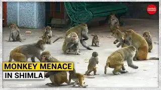 Shimla's infamous monkey menace: The growing problem of food-snatching in Himachal