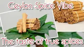 Ceylon Cinnamon - Harvesting - Ceylon Spice Vibe