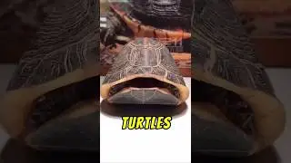 Can Turtles Leave Their Shells? 🐢
