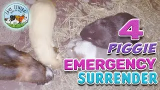 Four guinea pigs come in for emergency care at Cavy Central