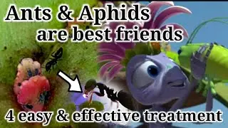 4 easy ways to treat and remove Aphids on plants & Succulents || Ants and sooty mold Explained