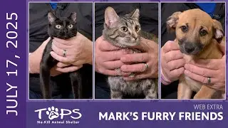 Central Illinois' Adorable Pets 🐾 Adopt, Support, and Make a Difference