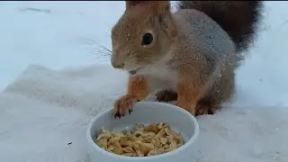 Ураа Завтрак Готов 😂😋🥰 #comedy #squirrel #shortvideo #reels #shorts #funny #youtubeshorts #rek #cute