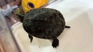 Schildkröte/ turtle/ la tortuga/ kilpikonna/ Sköldpadda/ la tartaruga/ Черепаха/ une tortue