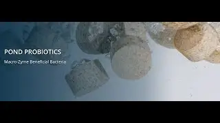 Water Treatment by Macro-Zyme Pond  Probiotics by ECAGen&trade;