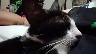 Clingy Puspin Cat