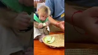 Monkey enjoys a peaceful life with caring humans 💕🐒
