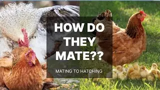 Mating to hatching | how hen becomes mother | Animal Insight