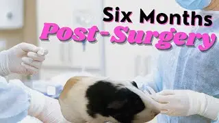 Guinea Pig's Post-Surgery Health Update