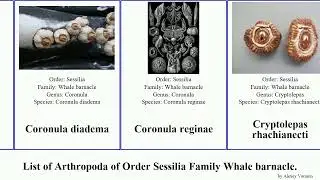 List of Arthropoda of Order Sessilia Family Whale barnacle. major diadema reginae rhachianecti