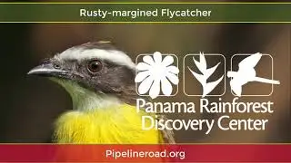 Rusty-margined Flycatcher