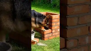Dog Made House #dogs #shortvideo #shorts