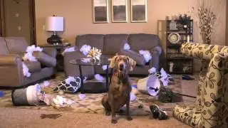 Sioux Falls Federal Credit Union: Not-so-good-dog?