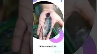 Vietnamese Koi Growth Timeline