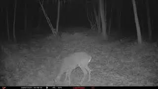 Rockingham Forest Deer (Roe buck antler regrowth)