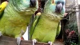 Loros Paraguayos Hablando
