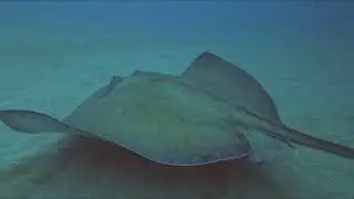 Capt Kurls & Tunnels - Divocean