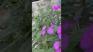 Gul 곷 flover свитой #кукушка #викторцой #anormal #fruit #music #nature #flowers #викторцой