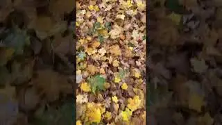 #germany #berlin in autumn, #autumnleaves 🍂.