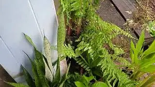 pakuh kubuk..