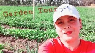 GARDEN TOUR  My Vegetables updates - potatoes,peas, carrots,lettuce,onions etc.