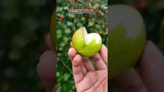 Ball Sundari Apple Ber || Apple Ber ||
