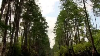 Stunning Weekend in a Swamp - Okefenokee | ADVENTURE KATZ
