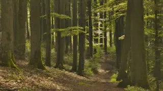 🌳 4K - Relaxing Nature Sounds For Stress Relief, Forest Sounds, Bird Song, No AI