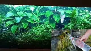 Quel eau choisir pour notre aquarium !