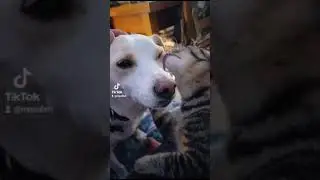 Sauro ❤️ ex ospite del canile di Porpetto, da poco accasato e gi&agrave; innamorato ❤️❤️