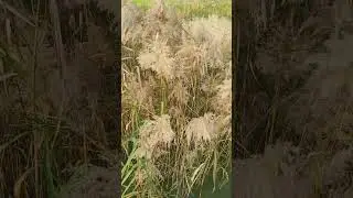 Common reedgrass