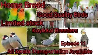 Exotic Birds sale in kerela | Home Breed Good Quality Birds | #KOYIKKALBREEDERS | Episode 11
