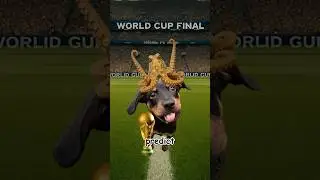 Как осьминог точно предсказал чемпионат мира по футболу? ⚽️