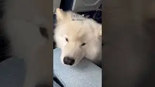 What would you do if my dog was on your flight? | #dog #samoyed #shorts #servicedog