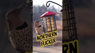 Northern Flicker On Backyard Birdfeeder Cam #shorts #birds #birdfeeder #wildlife