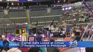 Loose Camel Injures 7 Circus-Goers In Pittsburgh