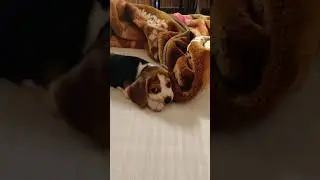 Simba's cute howling...cute beagle puppy howling ... beagle howling