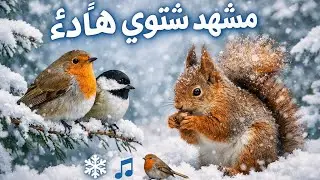 مشهد شتوي هادئ / أصوات العصافير /سناجب Relaxing Winter Scene | Bird Sounds & Squirrels