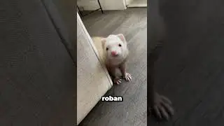 Antes de tener un hur&oacute;n, necesitas saber ESTO
