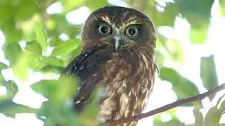 Southern Boobook Owl trying to sleep!