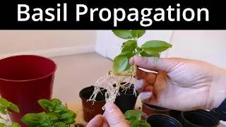 How To Grow An Endless Supply Of Basil